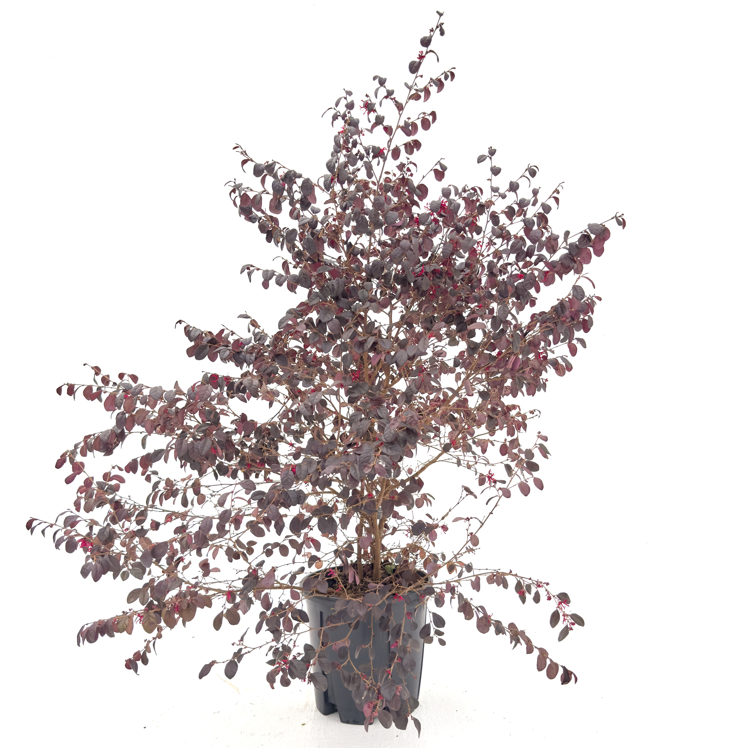 LOC Loropetalum chinense