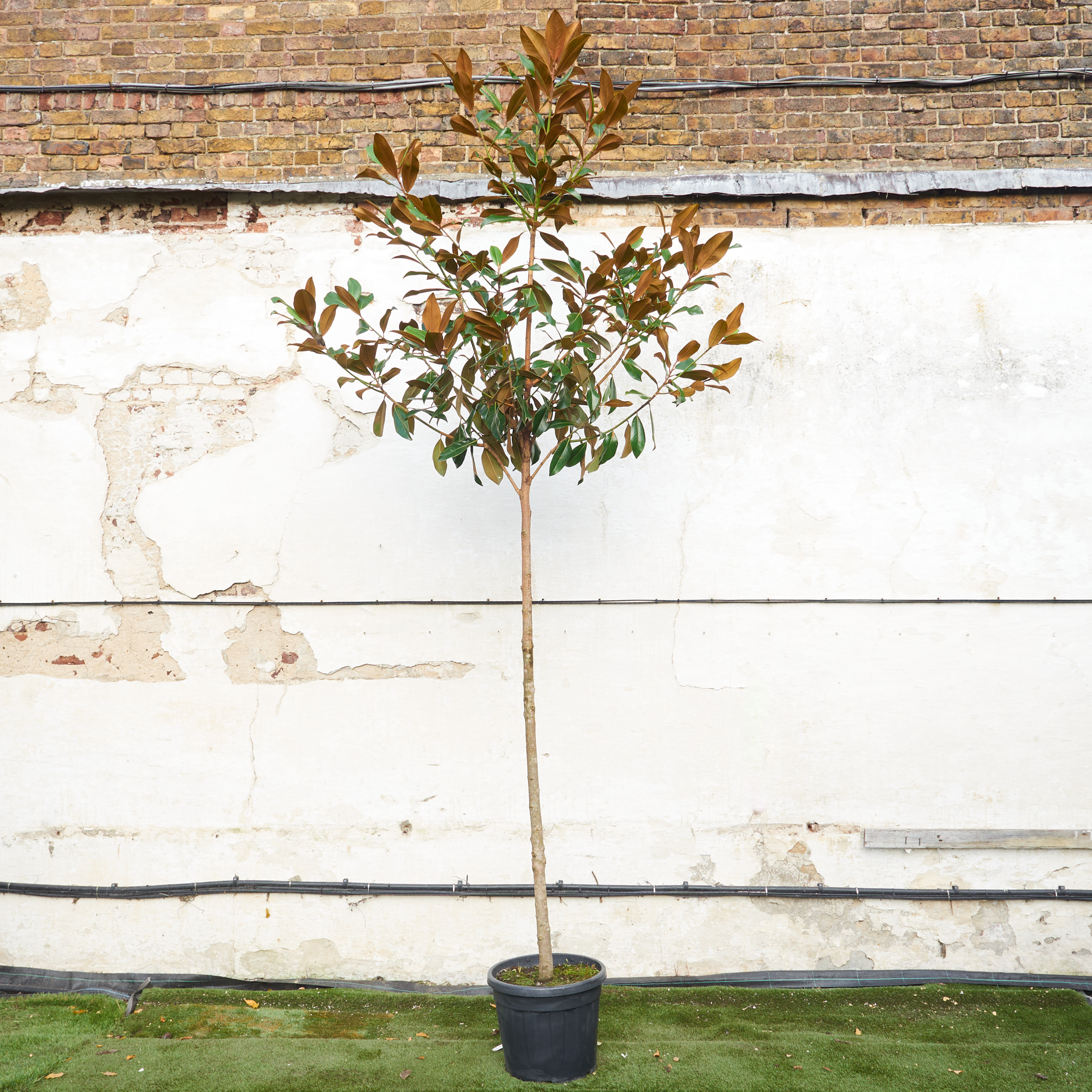 Magnolia grandiflora 'Galissonniere' - Full Standard | The Palm Centre