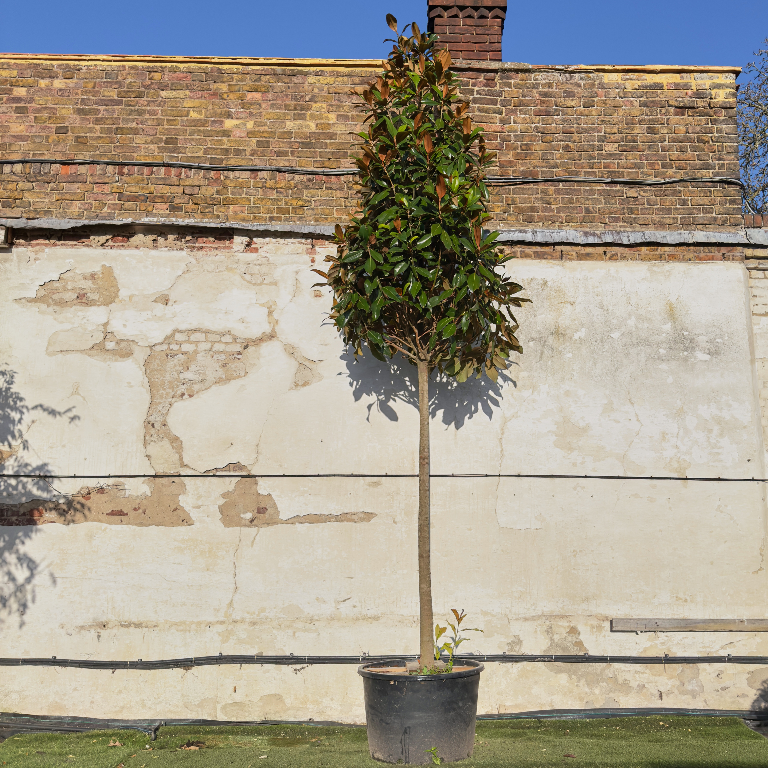 MGG-FS Magnolia grandiflora 'Galissonniere' - Full Standard