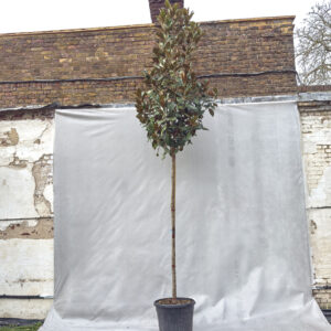 MagnoliaNo.927☆No.928☆No.930 Magnolia grandiflora 'Galissonniere' - Full Standard | The Palm Centre