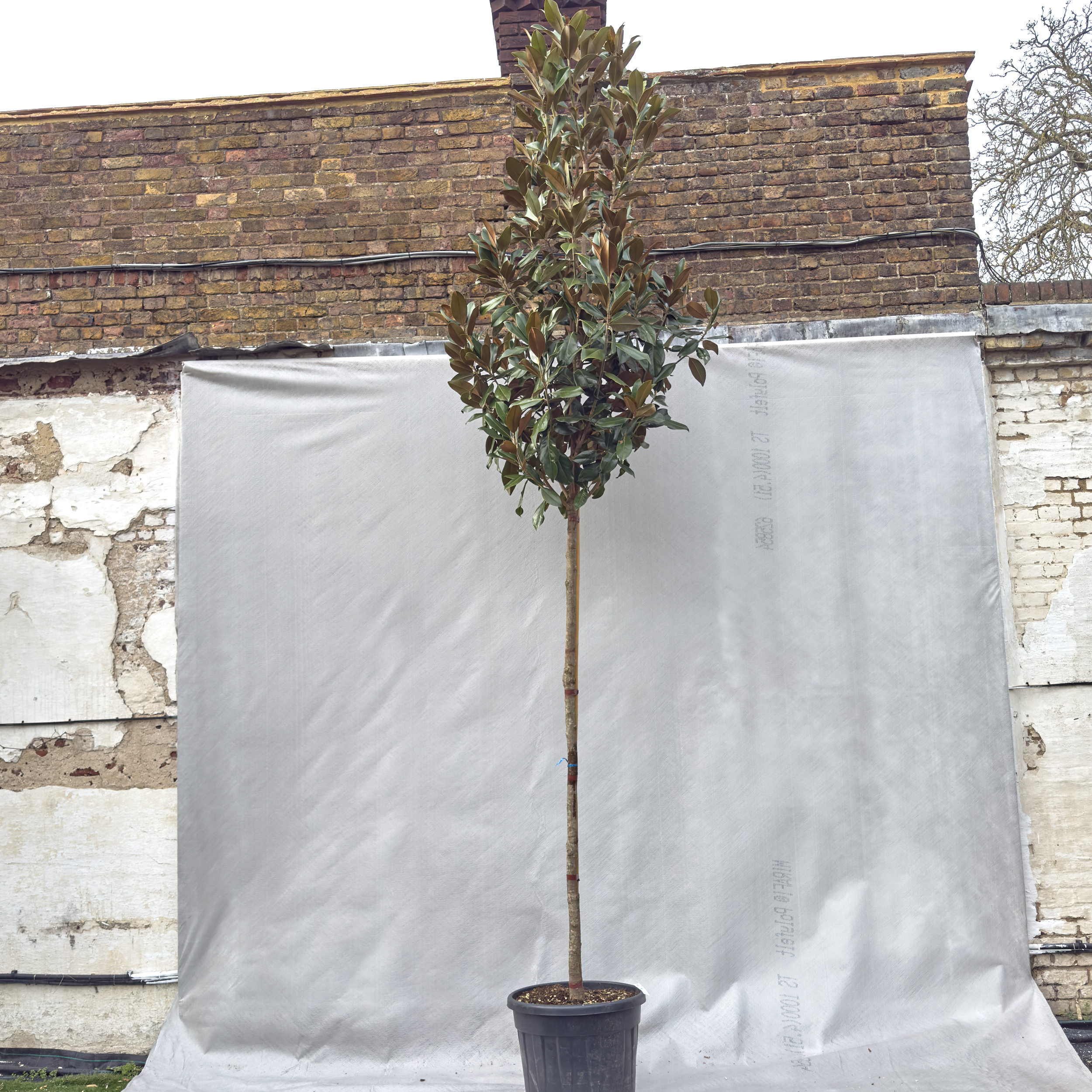 MGG-FS Magnolia grandiflora 'Galissonniere' - Full Standard
