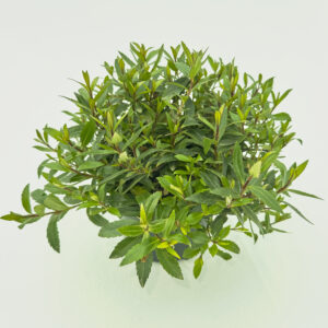 PHAV Parahebe 'Blue Avalanche'