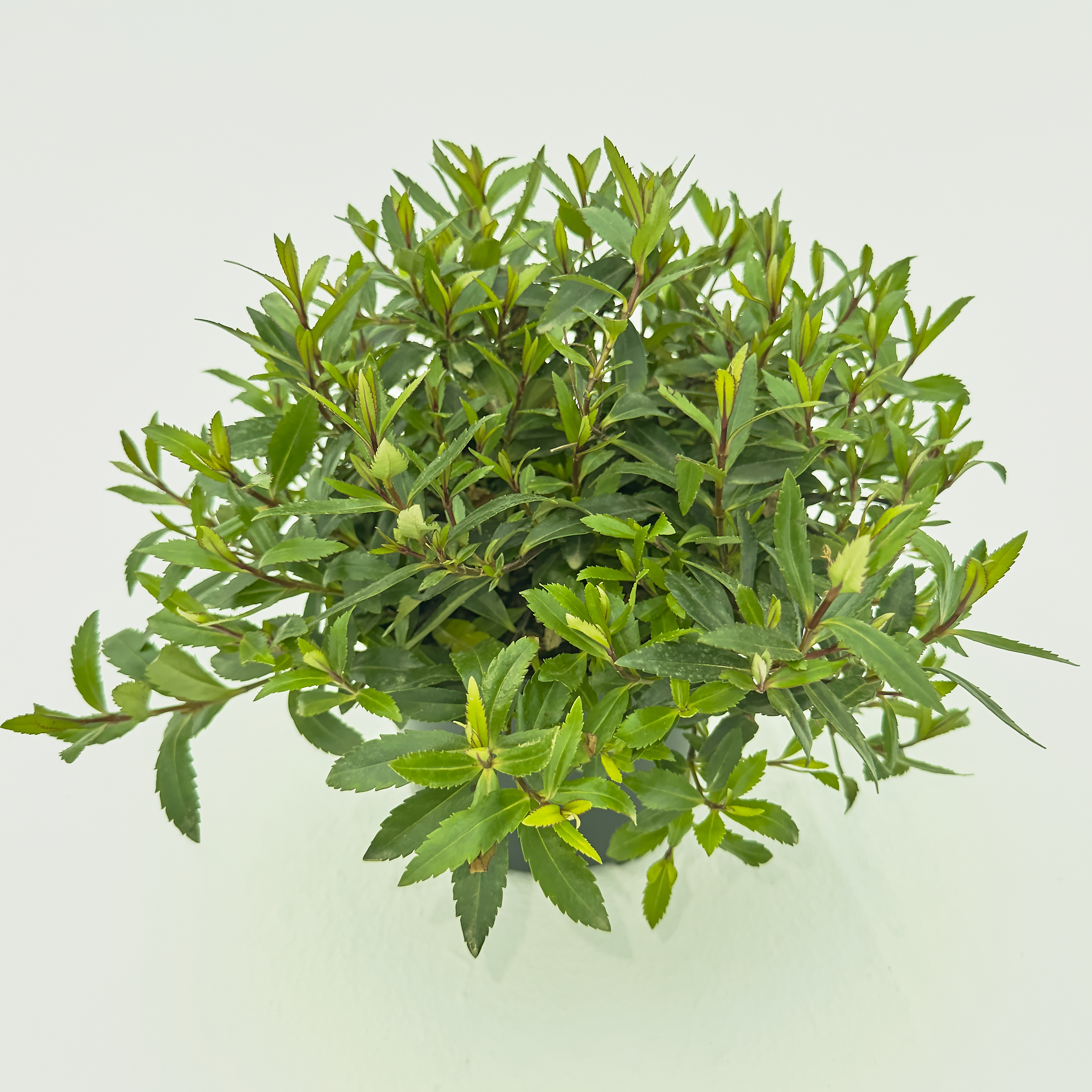 PHAV Parahebe 'Blue Avalanche'