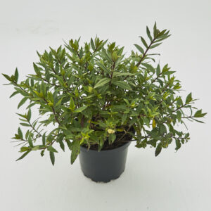PIK Parahebe 'Pink Avalanche'