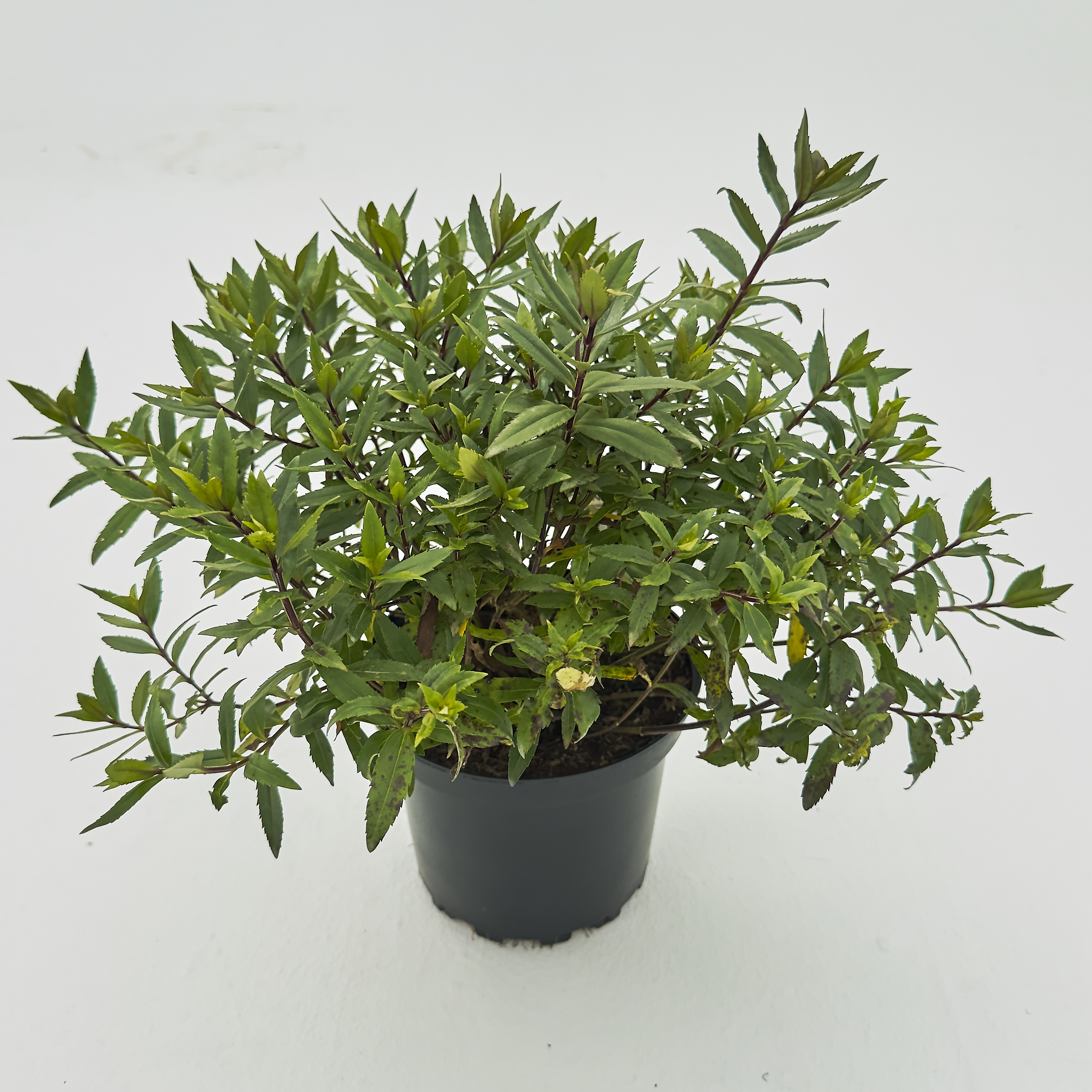 PIK Parahebe 'Pink Avalanche'
