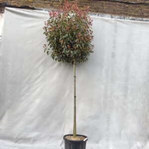 PRR Photinia x fraseri 'Red Robin' - Standard