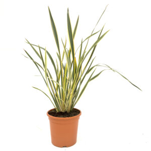 PTV Phormium tenax 'Variegatum'