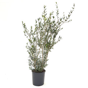 PYA Phillyrea angustifolia