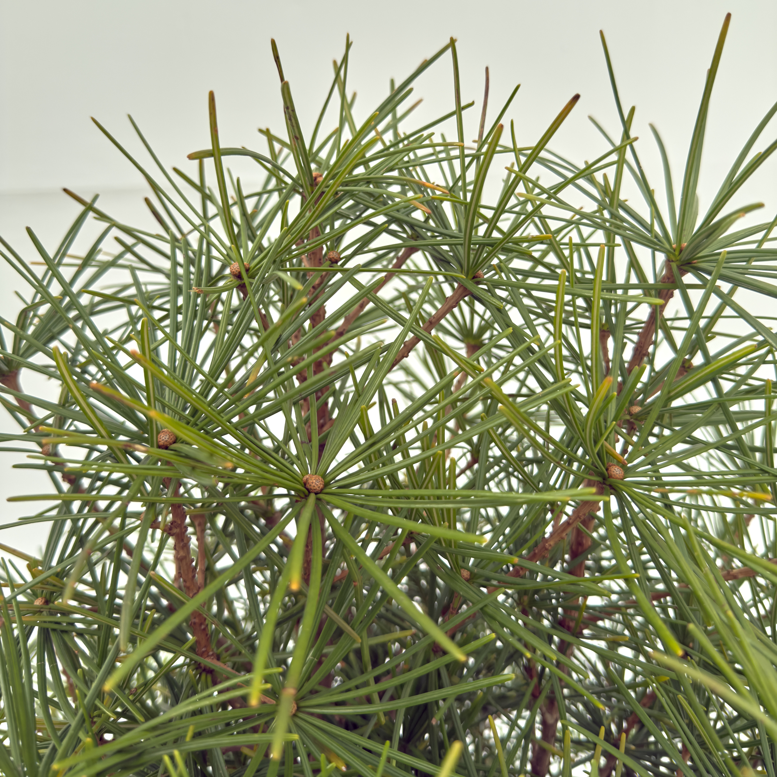 SCV Sciadopitys verticillata