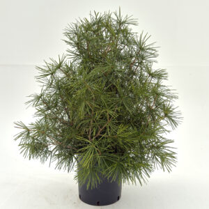 SCV Sciadopitys verticillata