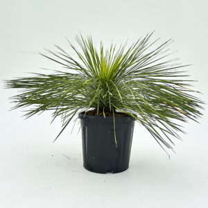 YLI Yucca linearis