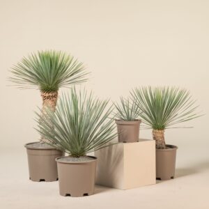 YRO Yucca rostrata