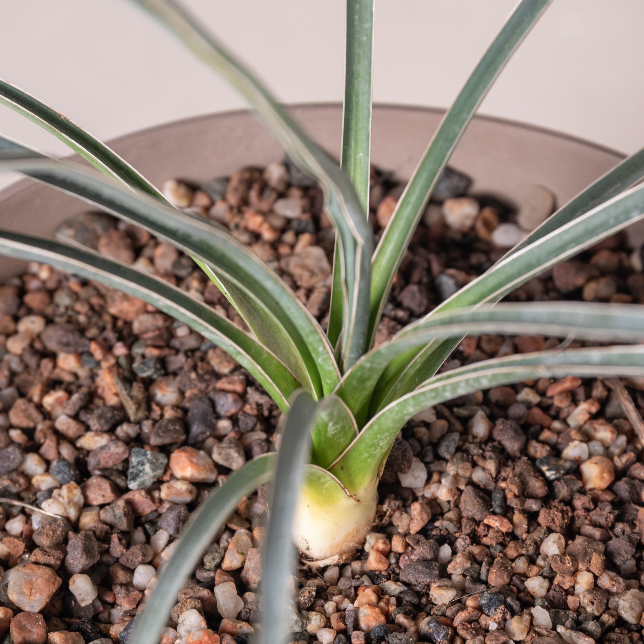 YUE Yucca elata