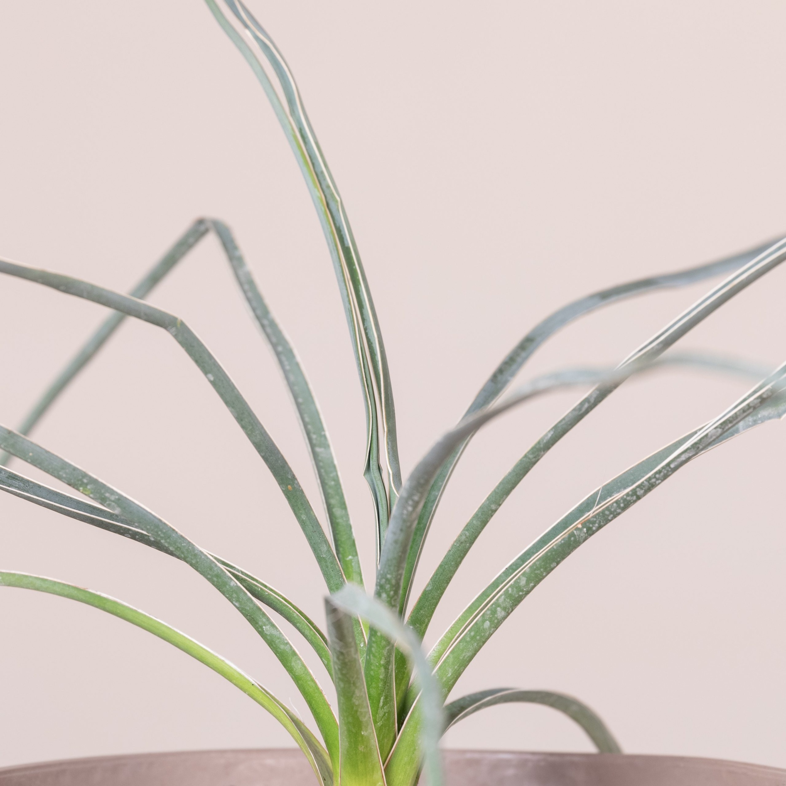 YUE Yucca elata