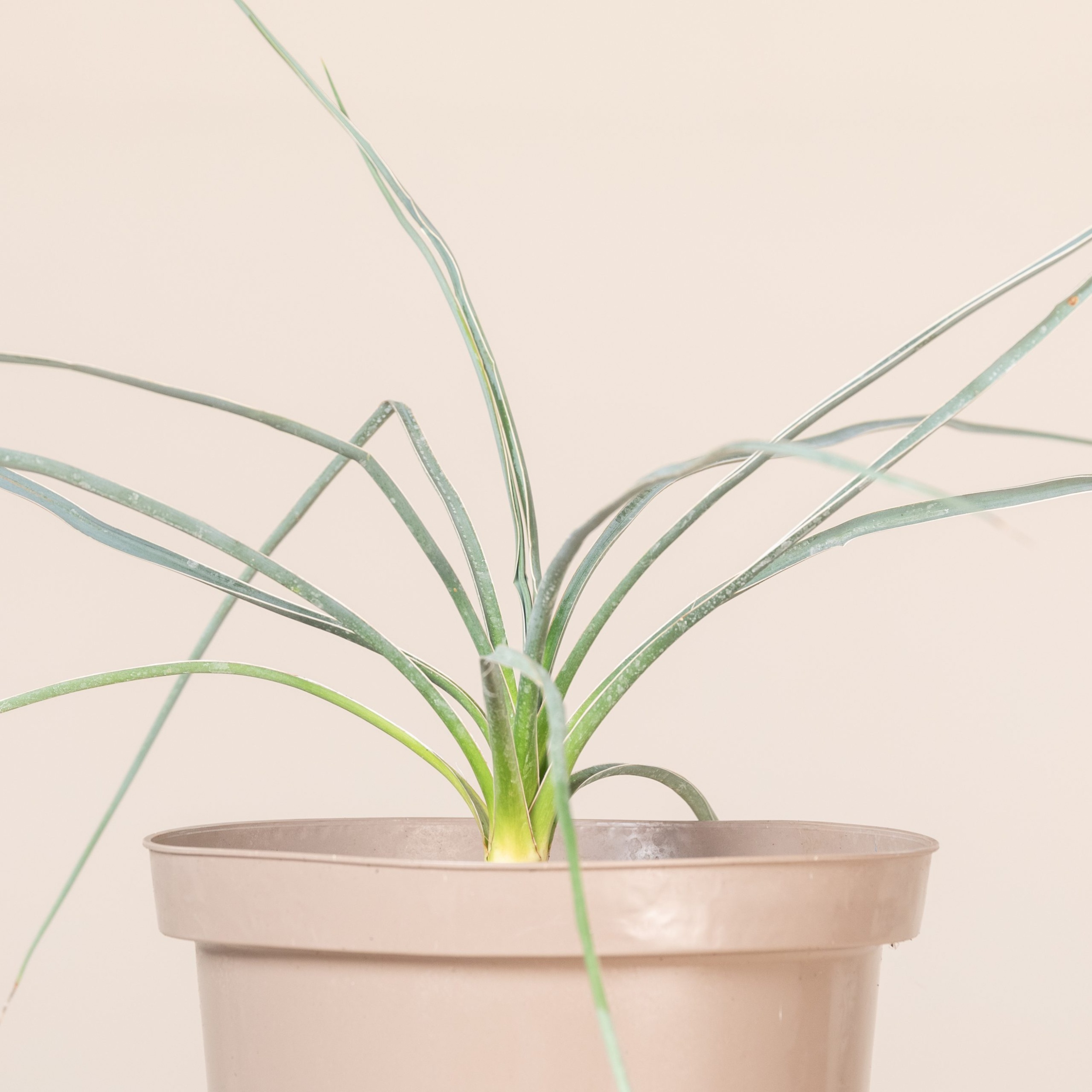 YUE Yucca elata