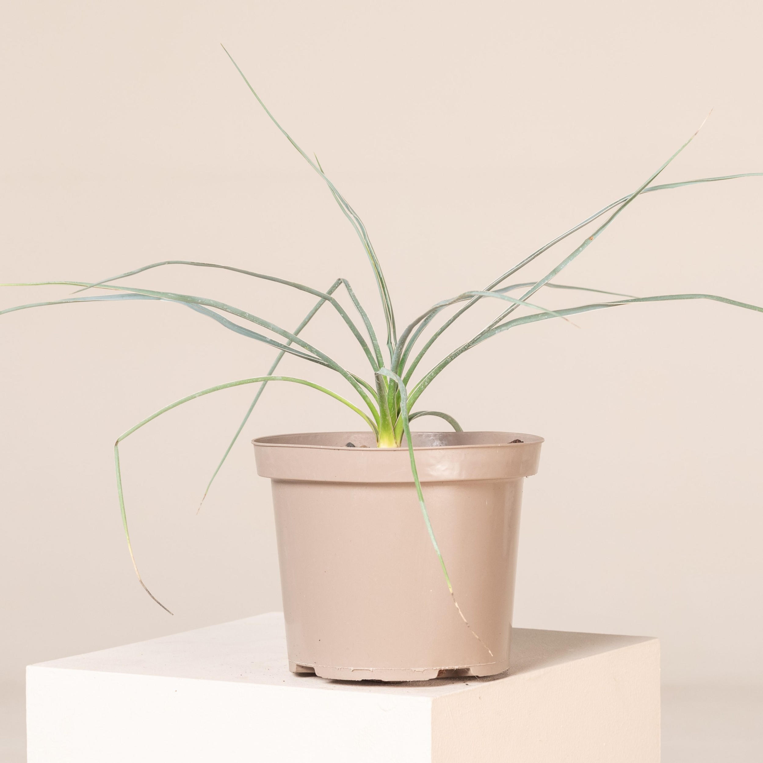 YUE Yucca elata