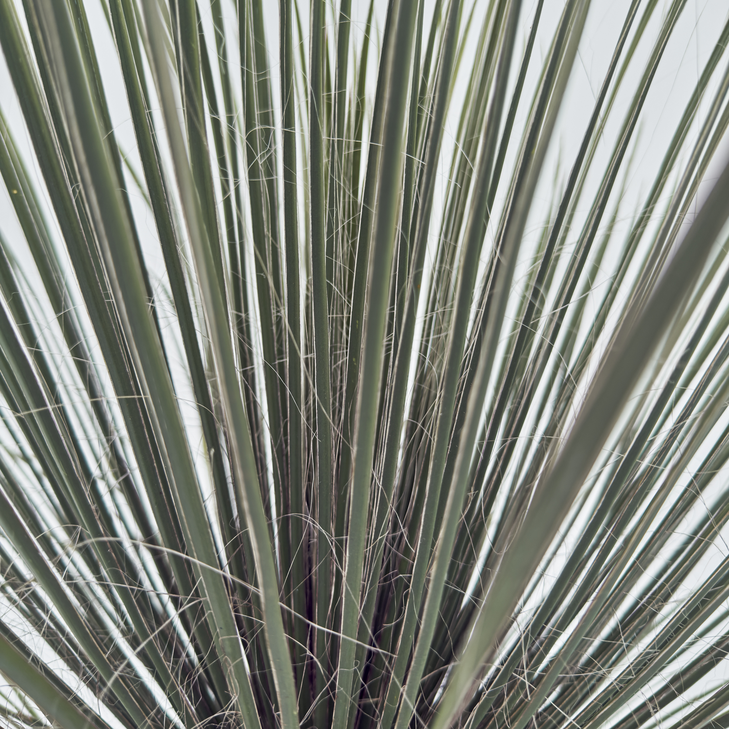 YUE Yucca elata