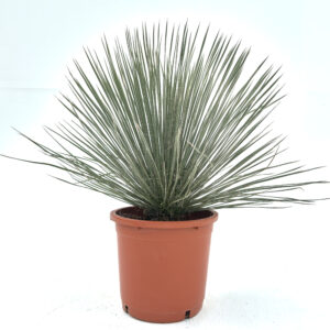 YUE Yucca elata