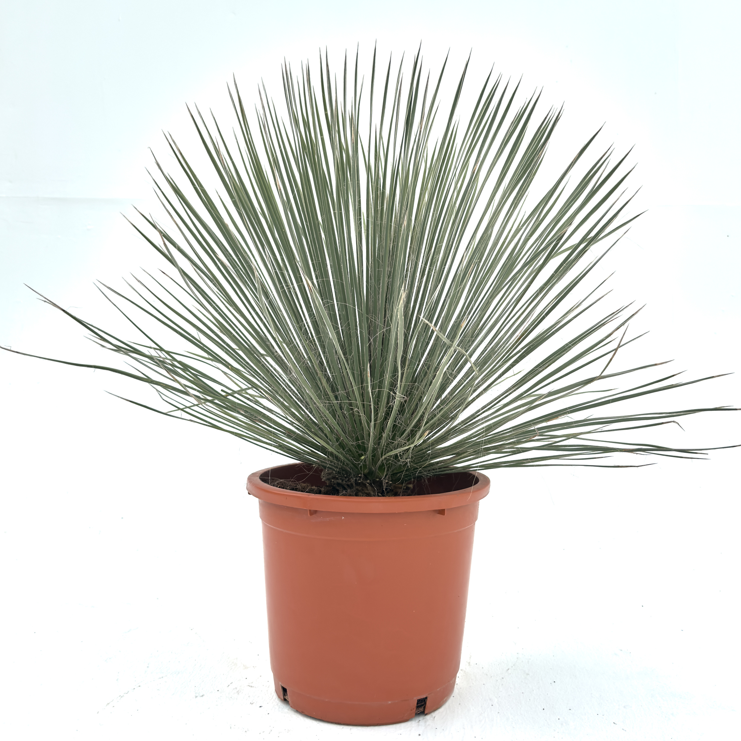 YUE Yucca elata