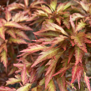 ABH Acer palmatum 'Beni Hagoromo'