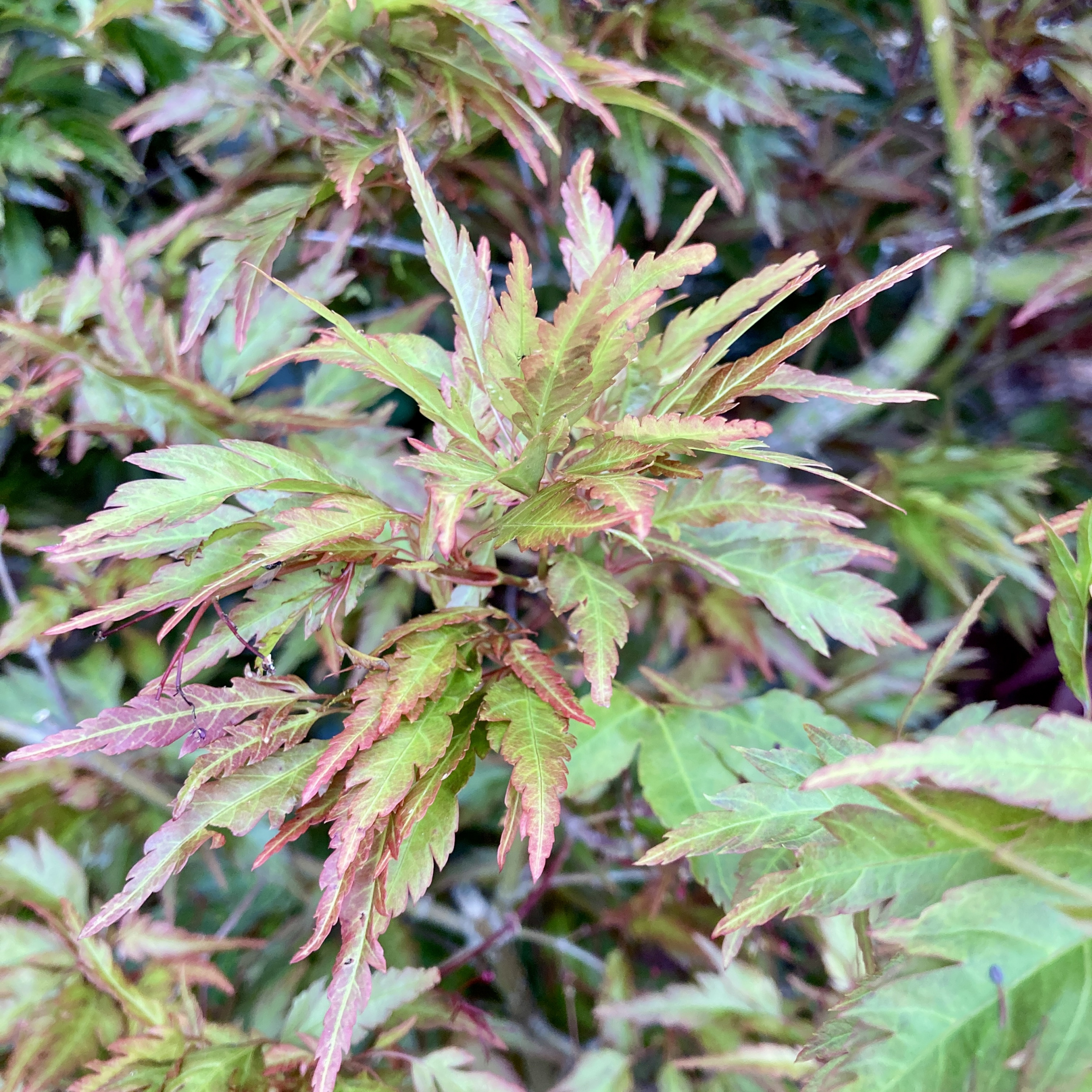 ABH Acer palmatum 'Beni Hagoromo'