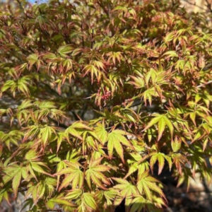 AIN Acer palmatum 'Little Princess'