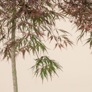 AIS Acer palmatum dissectum Inaba Shidare