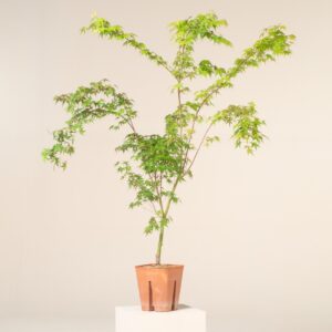 AKA Acer palmatum 'Katsura'