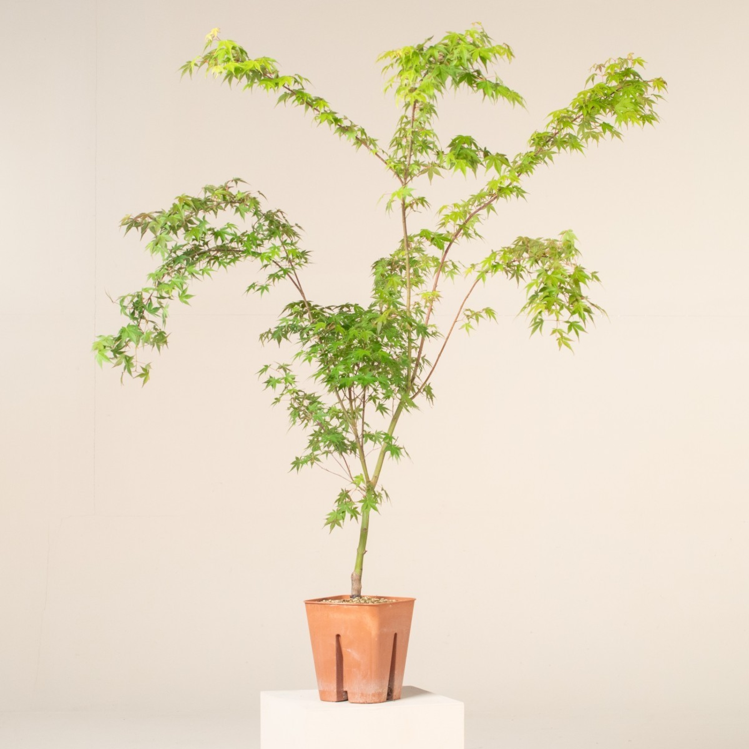 AKA Acer palmatum 'Katsura'