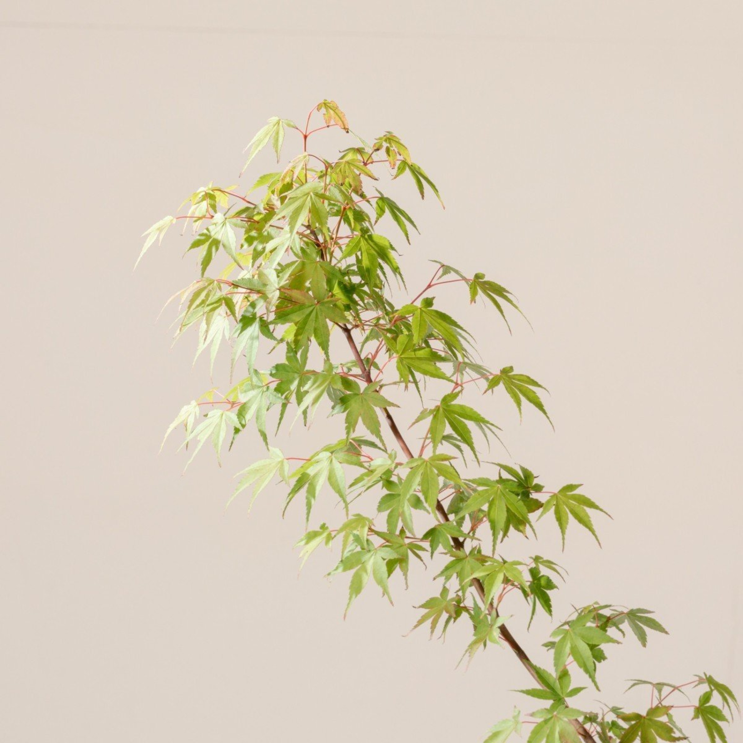 AKA Acer palmatum 'Katsura'