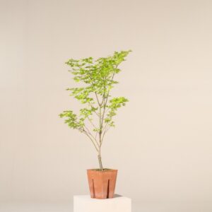 AMG Acer palmatum 'Summer Gold'