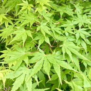 AMU Acer palmatum