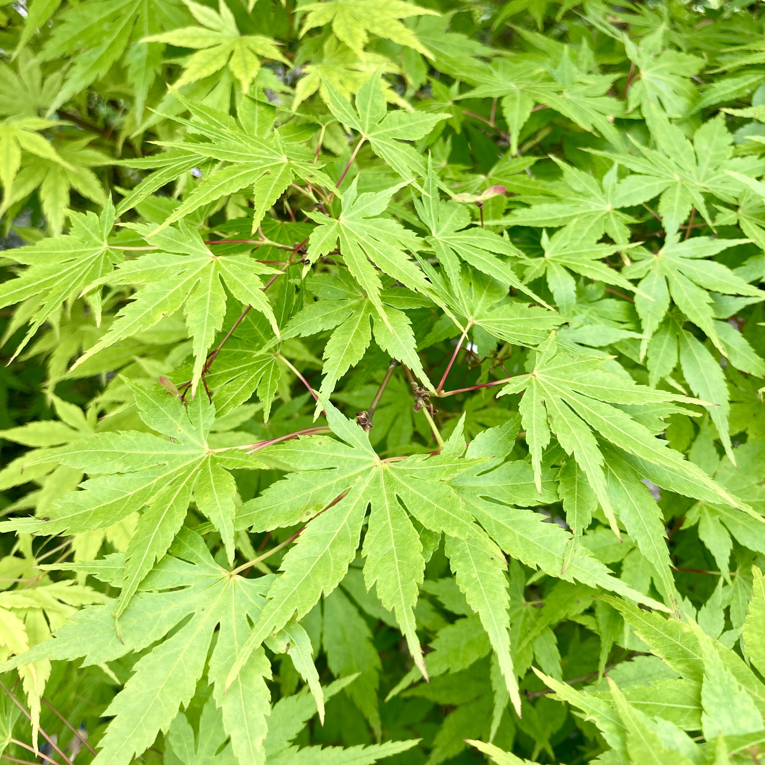 AMU Acer palmatum