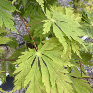 AOF Acer japonicum 'Aconitifolium'