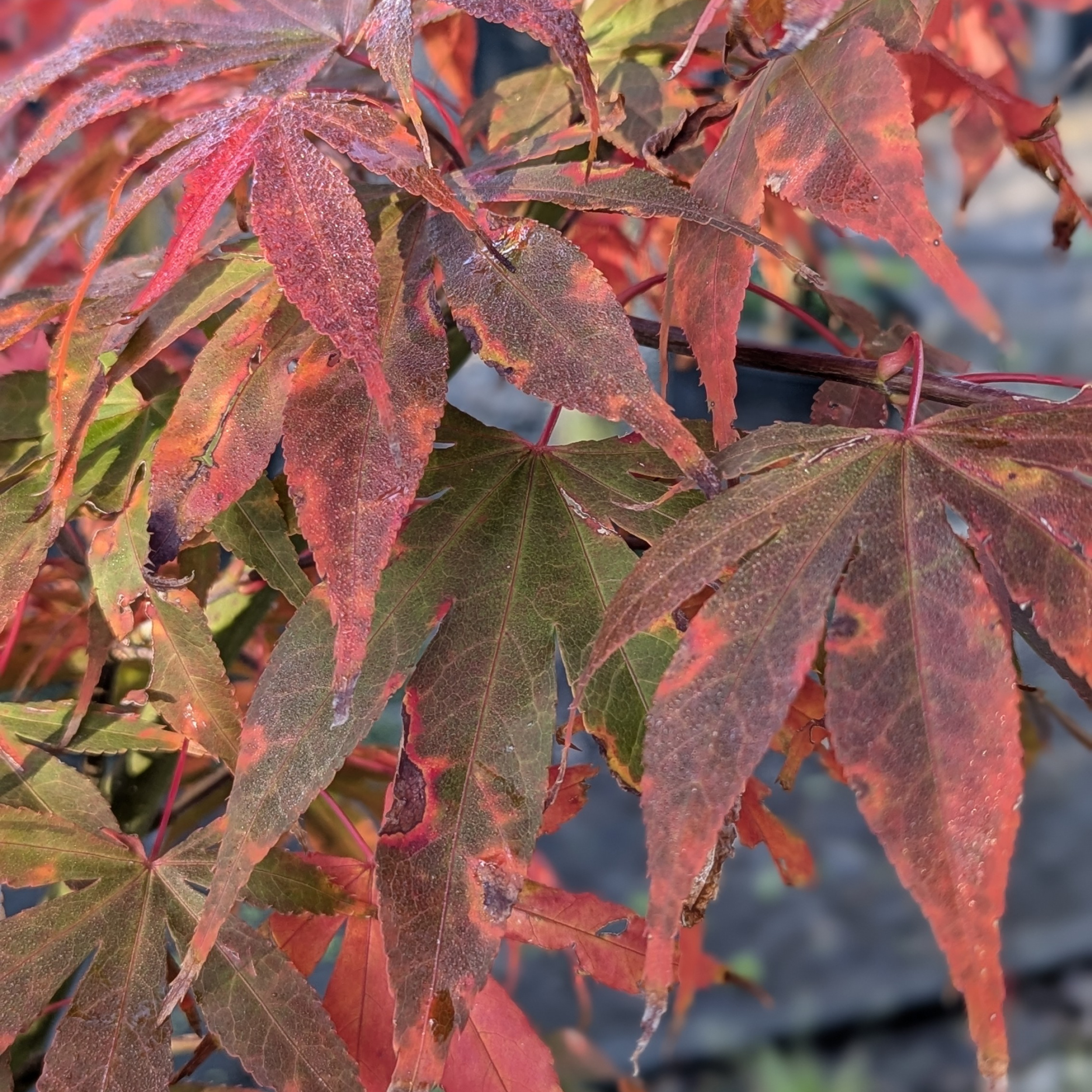 Acer palmatum 'Osaka Zuki' | The Palm Centre
