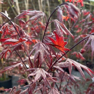 APEM Acer palmatum 'Emperor 1'