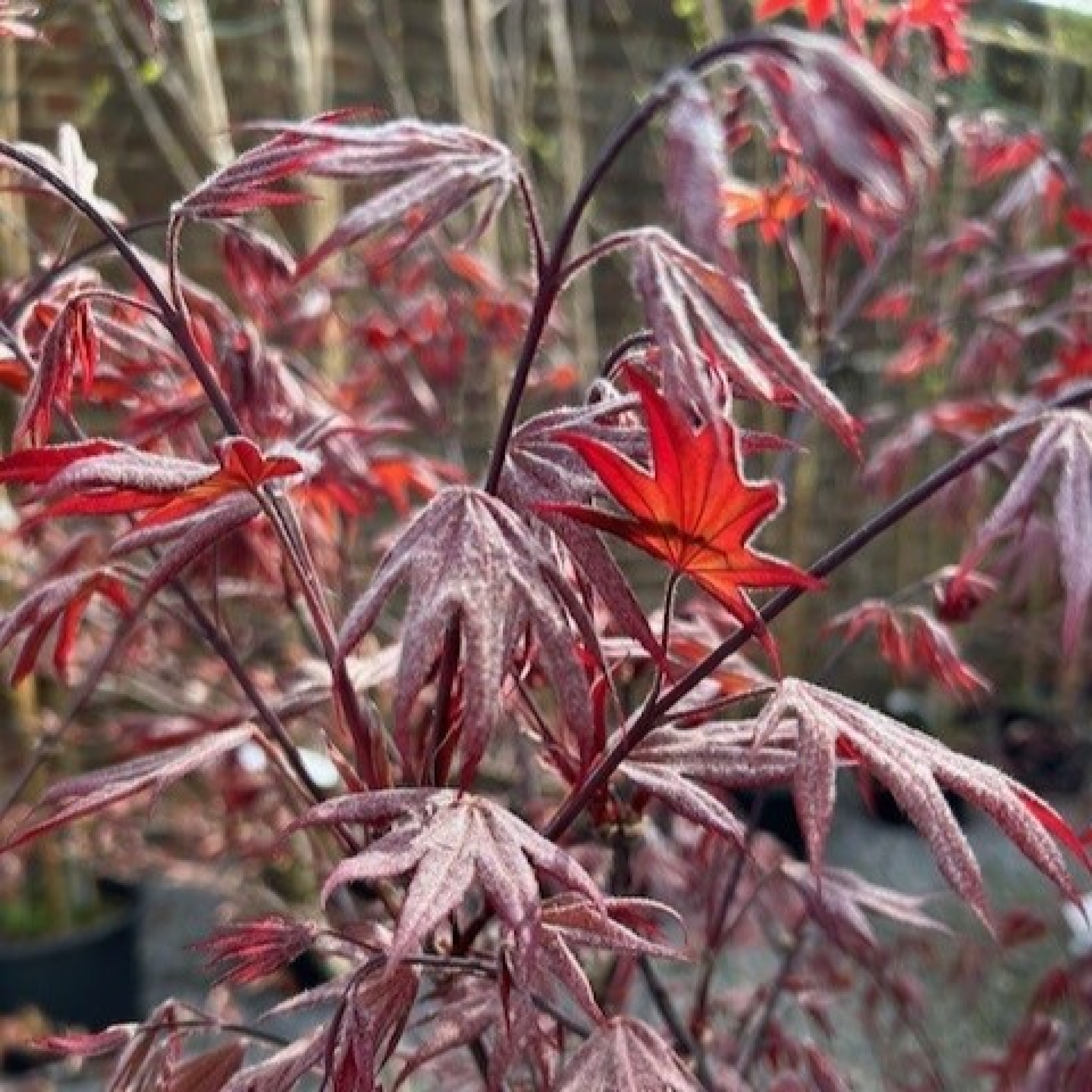 APEM Acer palmatum 'Emperor 1'