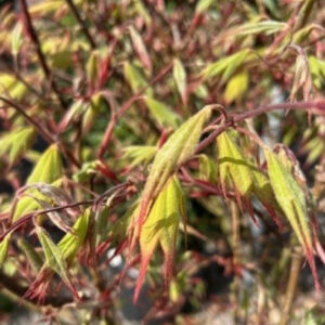 APTG Acer palmatum 'Tsuma-gaki'