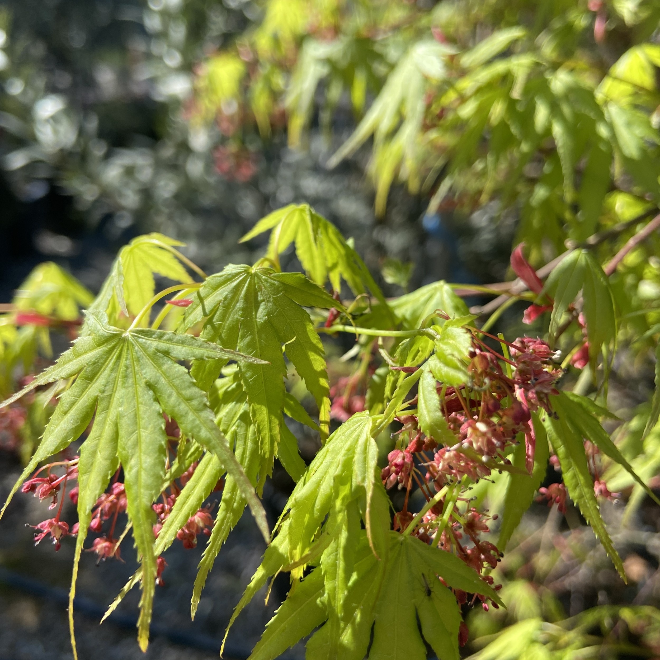 Acer palmatum 'Arakawa' | The Palm Centre