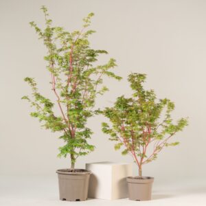 ASK Acer palmatum 'Sango Kaku'