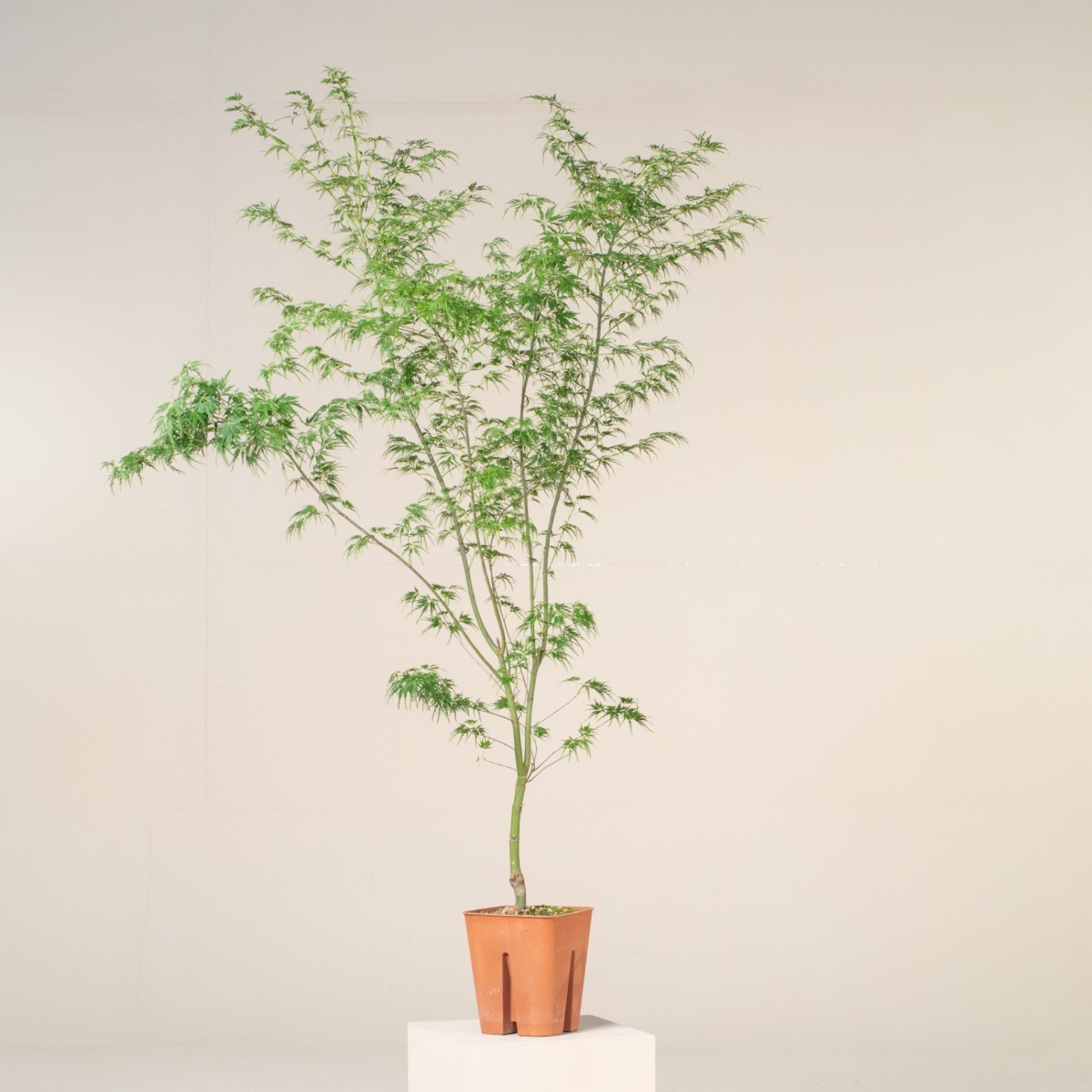 ASY Acer palmatum 'Seiryu'