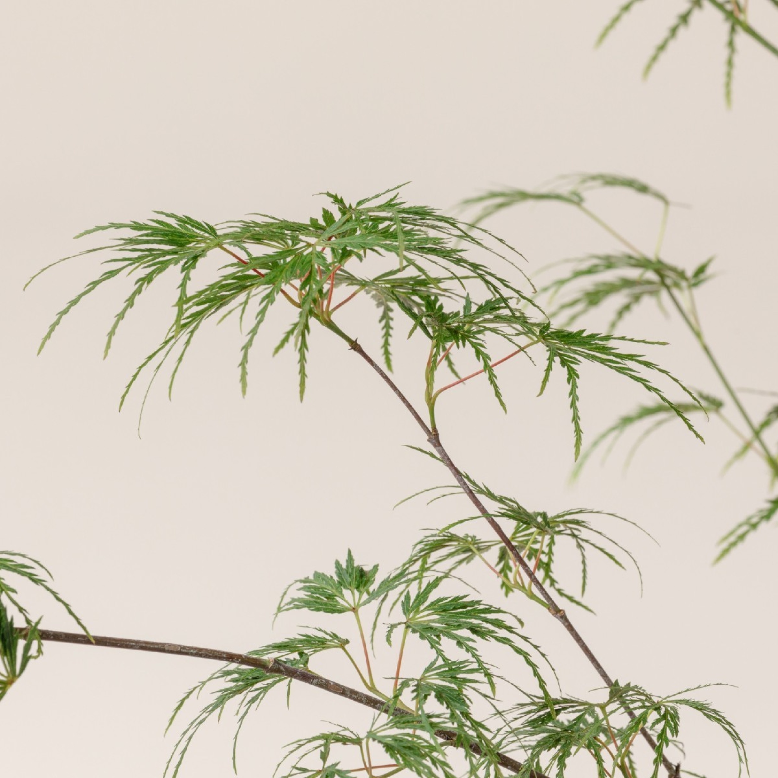 ASY Acer palmatum 'Seiryu'