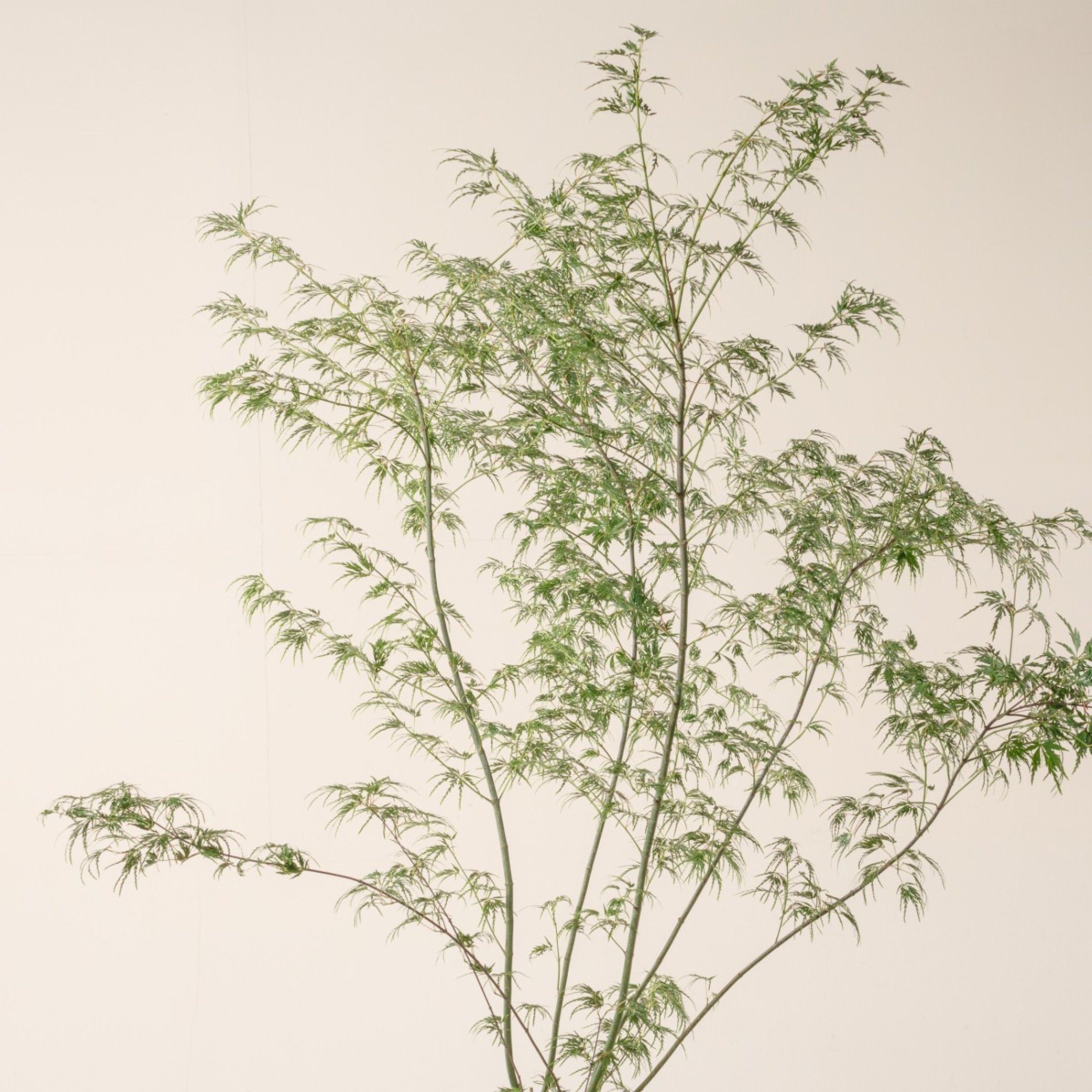 ASY Acer palmatum 'Seiryu'