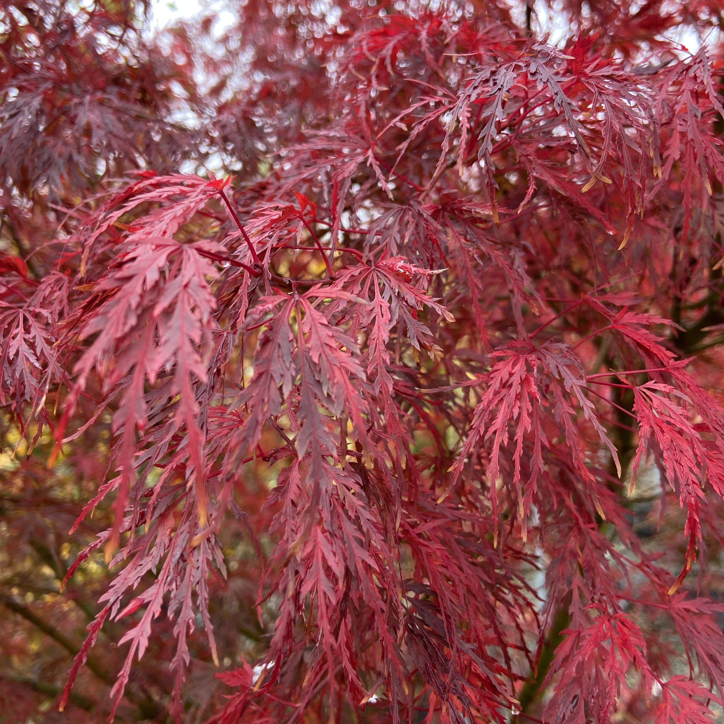 ASY Acer palmatum 'Seiryu'