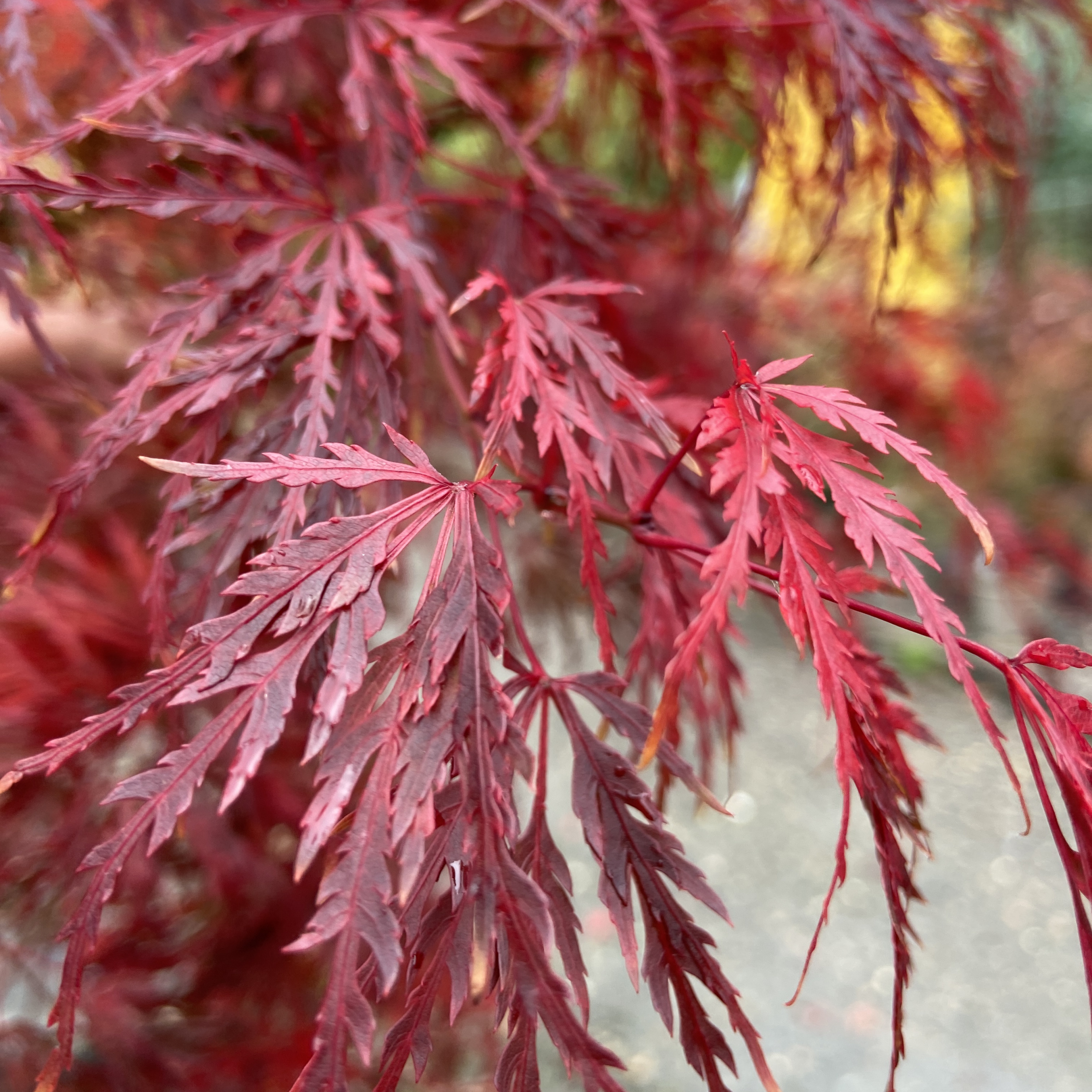 ASY Acer palmatum 'Seiryu'