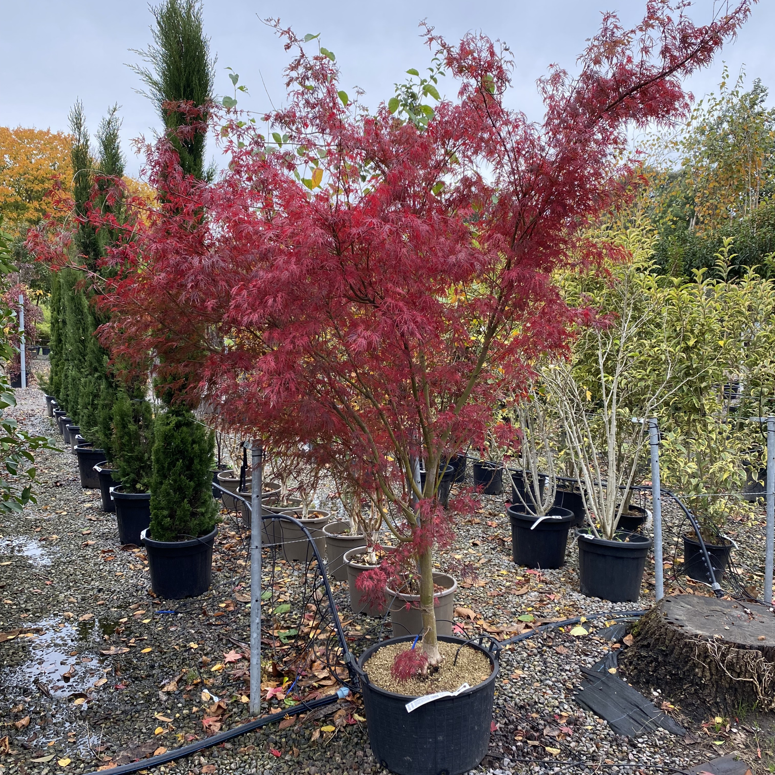 ASY Acer palmatum 'Seiryu'