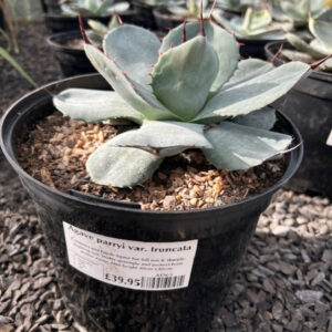 ATN Agave parryi var. truncata