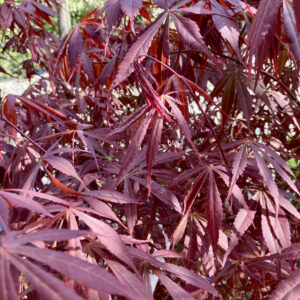 AUN Acer palmatum 'Sumi-nagashi'