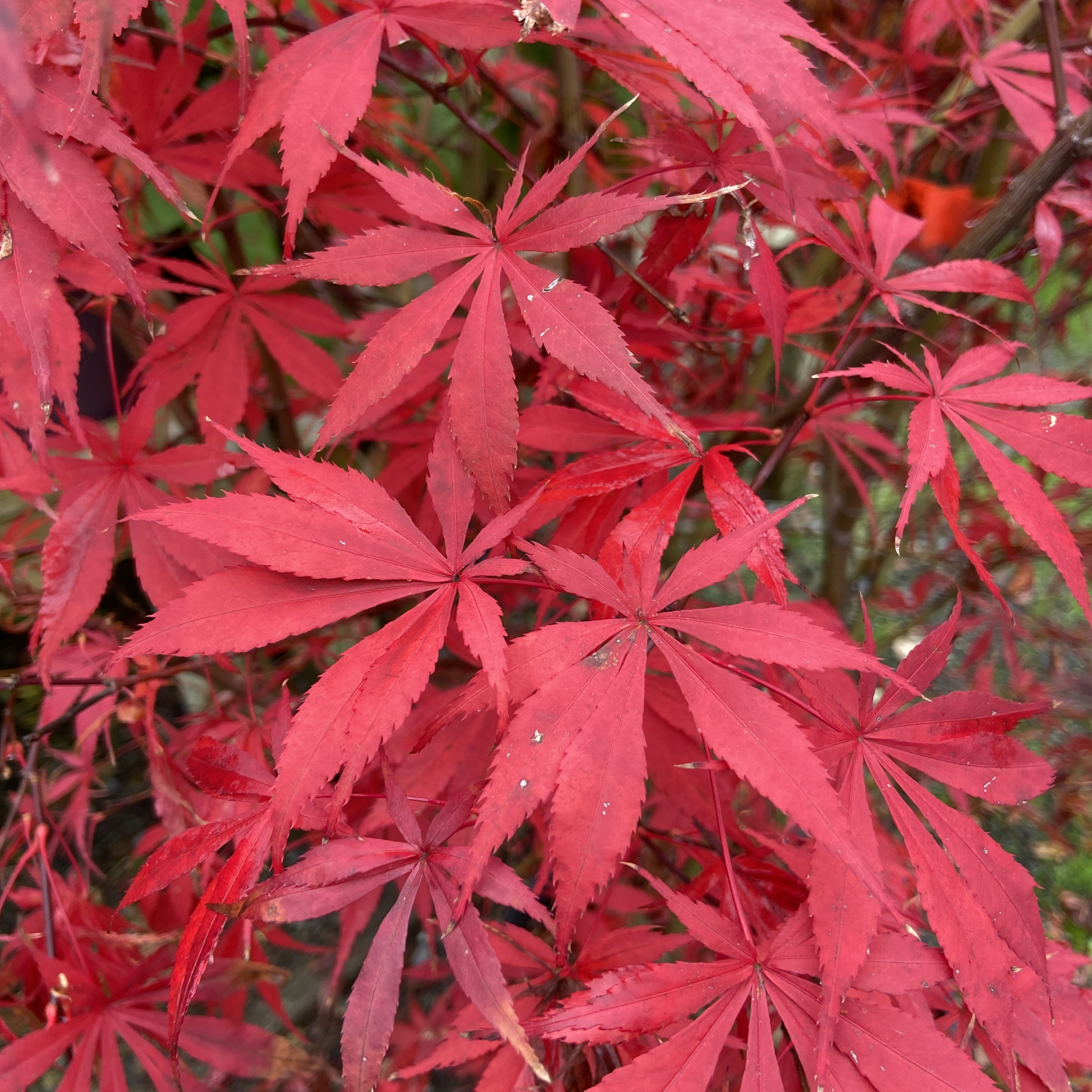 AUN Acer palmatum 'Sumi-nagashi'