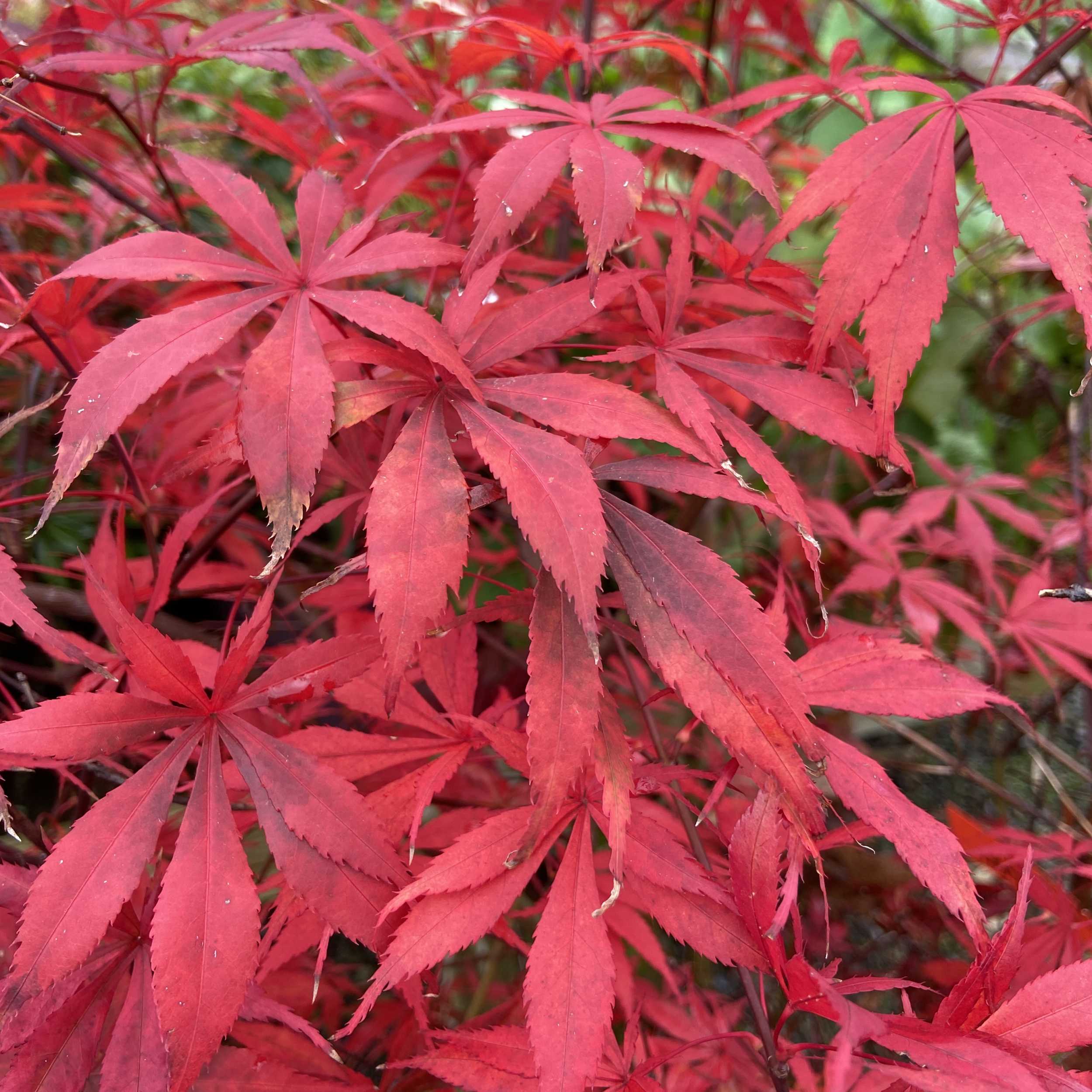 AUN Acer palmatum 'Sumi-nagashi'